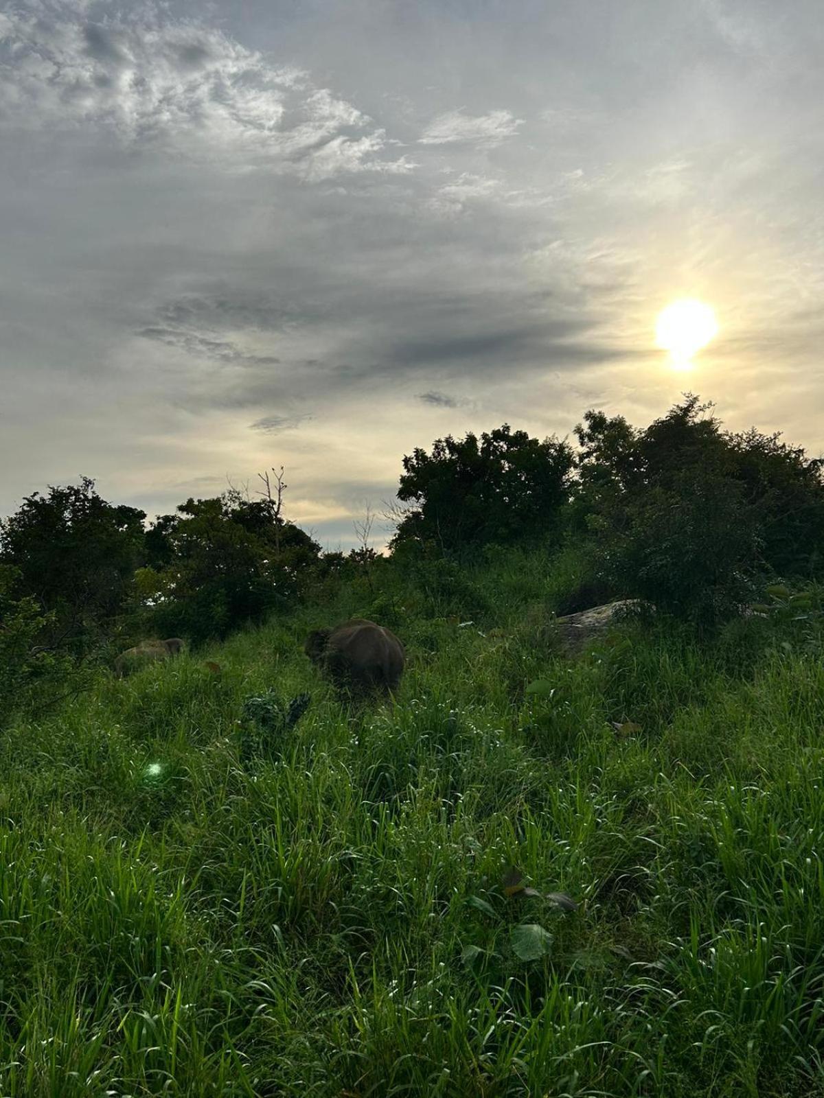Jungle Eco Lodge & Safari Сигирия Экстерьер фото